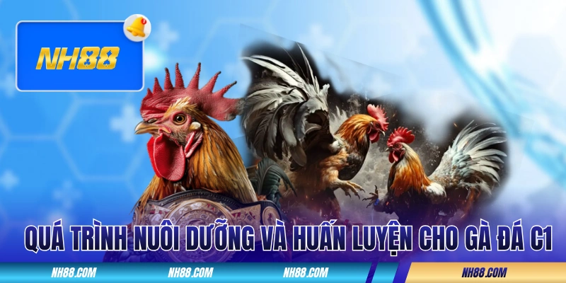 Quá trình nuôi dưỡng và huấn luyện cho gà đá C1