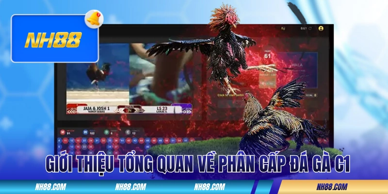 Giới thiệu tổng quan về phân cấp đá gà C1