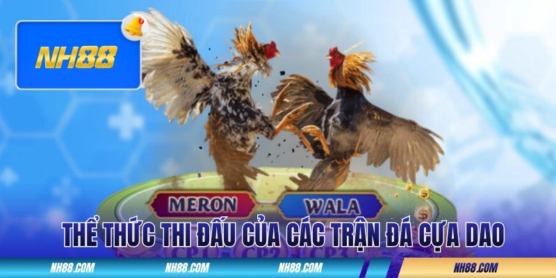 Thể thức thi đấu của các trận đá cựa dao