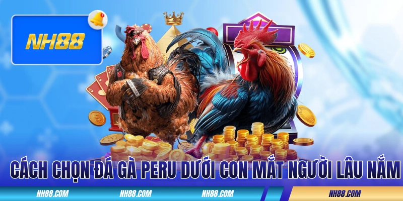 Cách chọn đá gà Peru dưới con mắt người lâu nắm