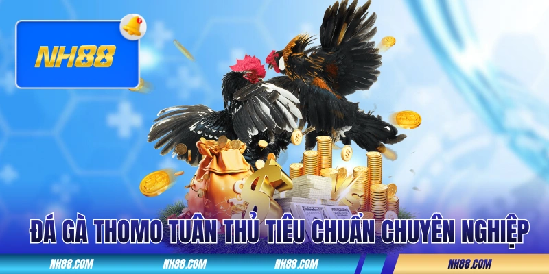Đá gà Thomo tuân thủ tiêu chuẩn chuyên nghiệp