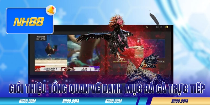 Giới thiệu tổng quan về danh mục đá gà trực tiếp